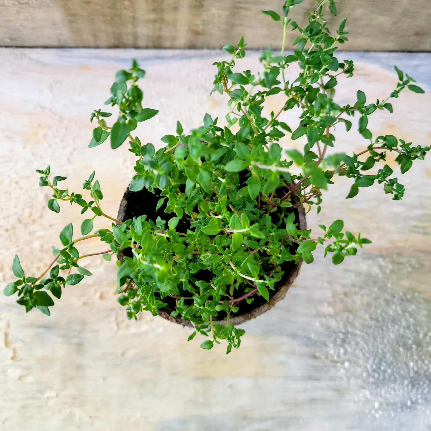 Thyme - Pot