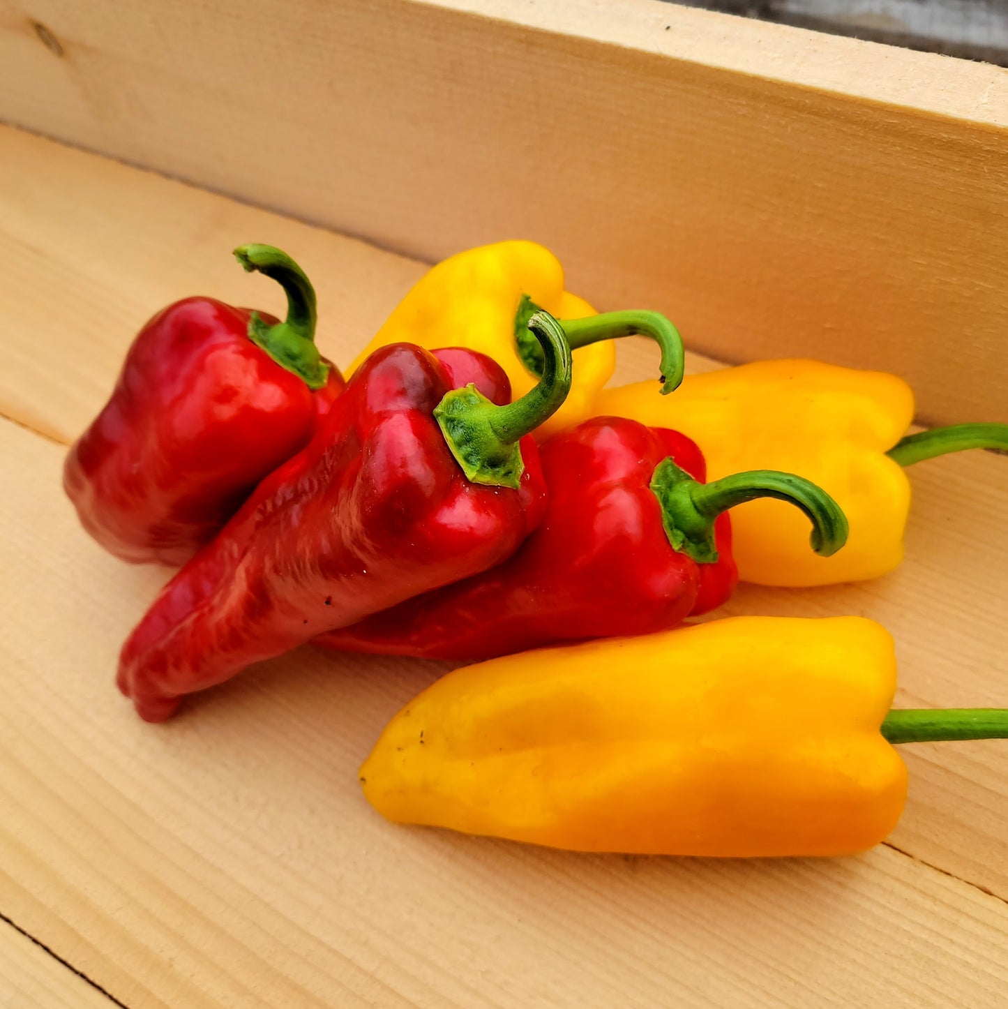 Sweet Pepper - Colored - Organic