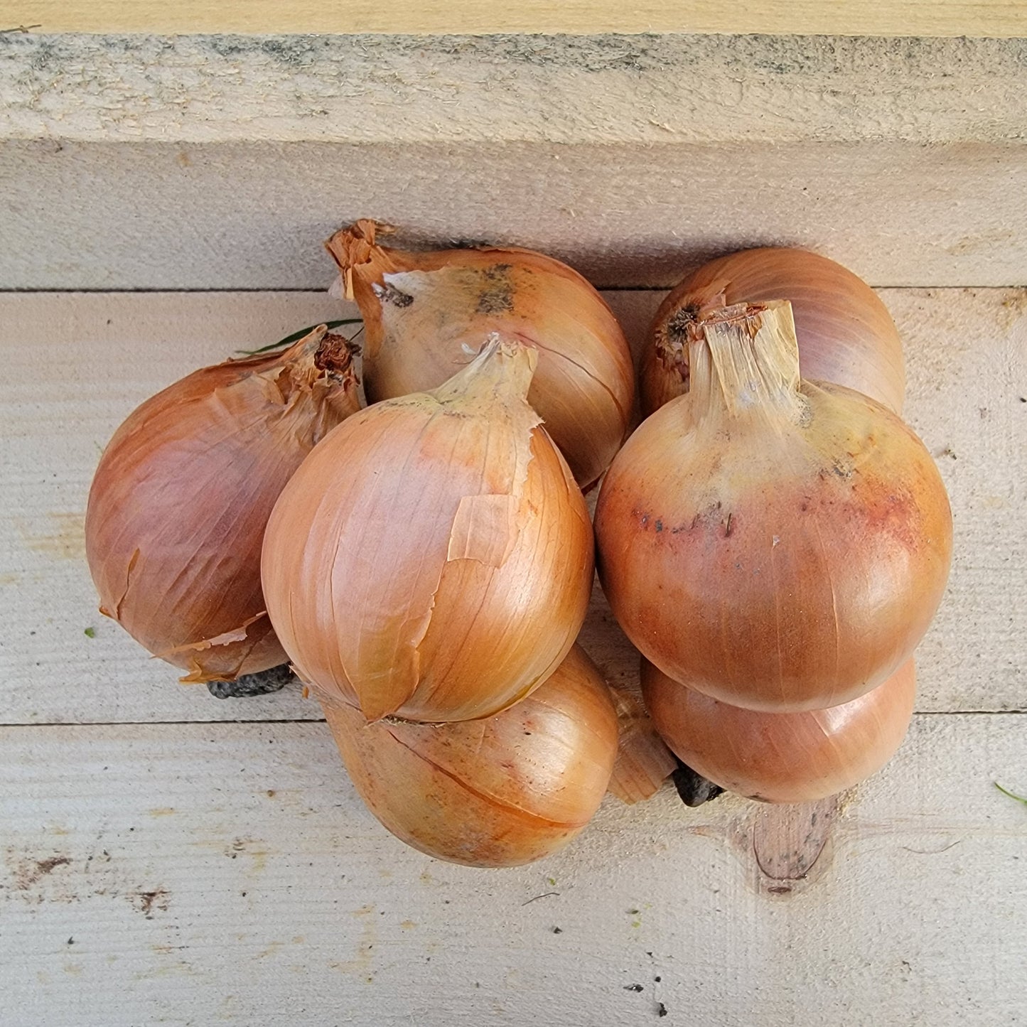 Onions - Cured - Yellow - Organic