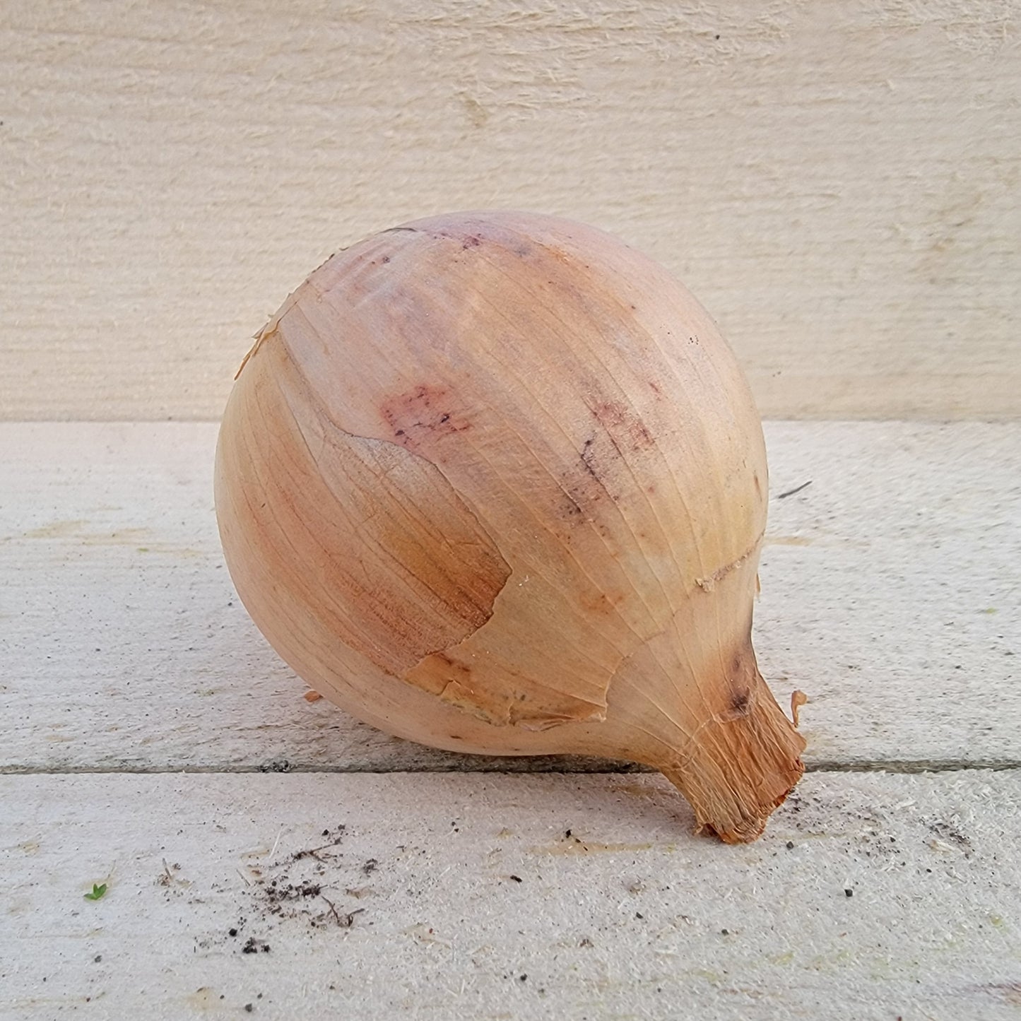 Onions - Cured - Yellow