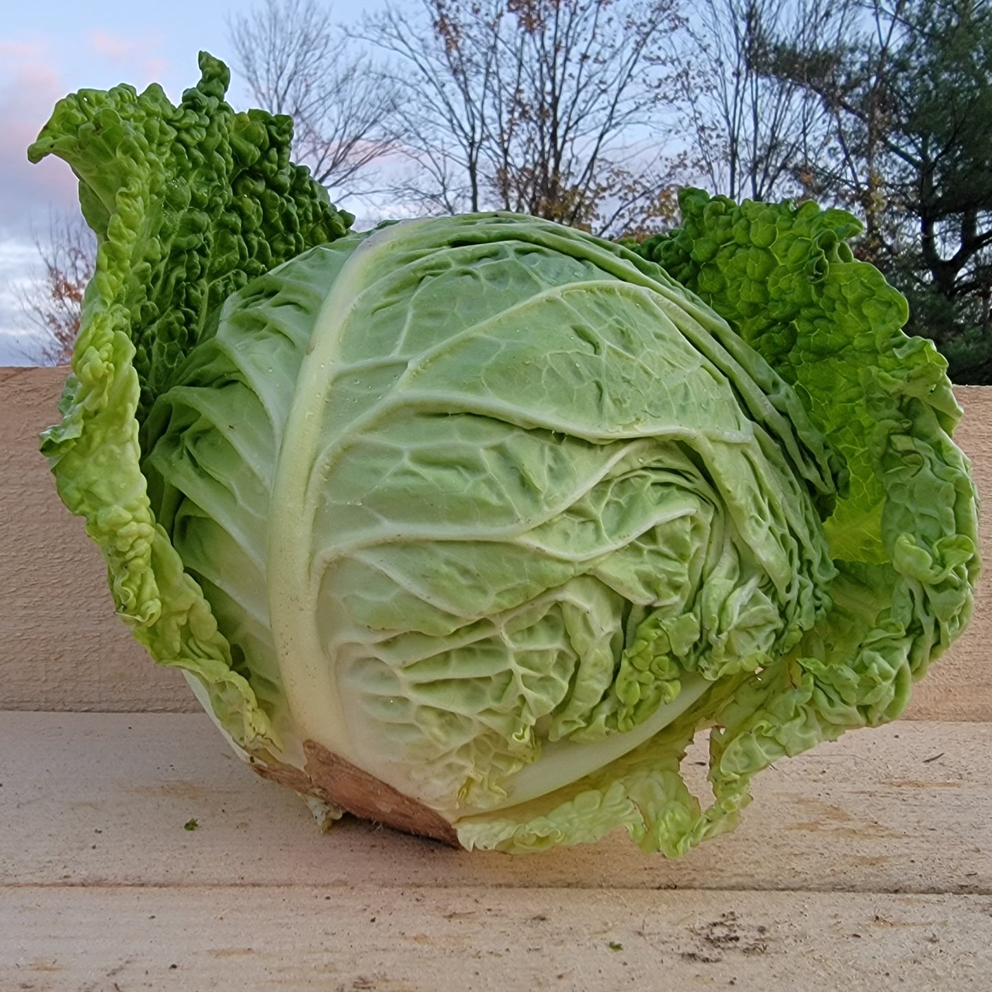Cabbage - Organic