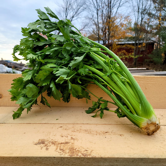 Celery - Organic