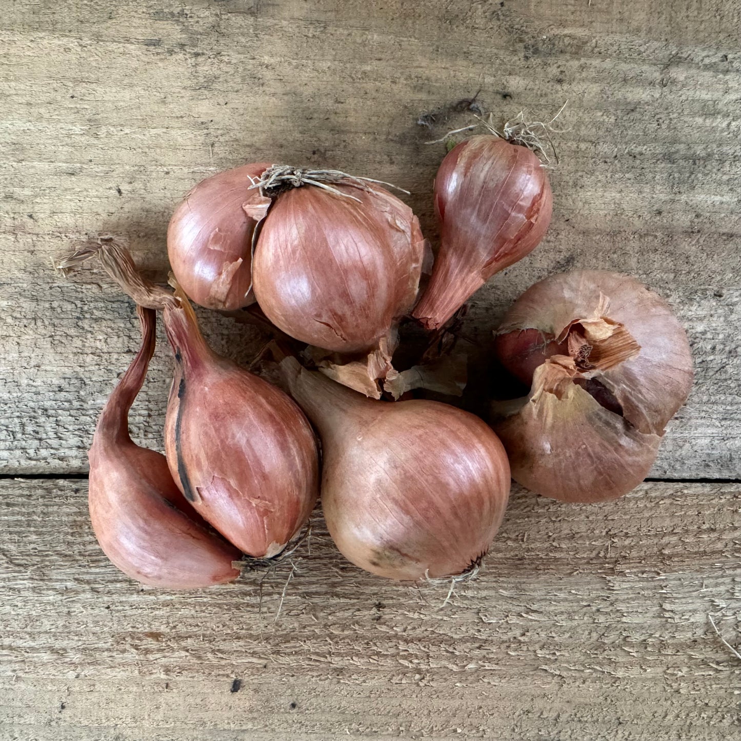 Shallots - Dry