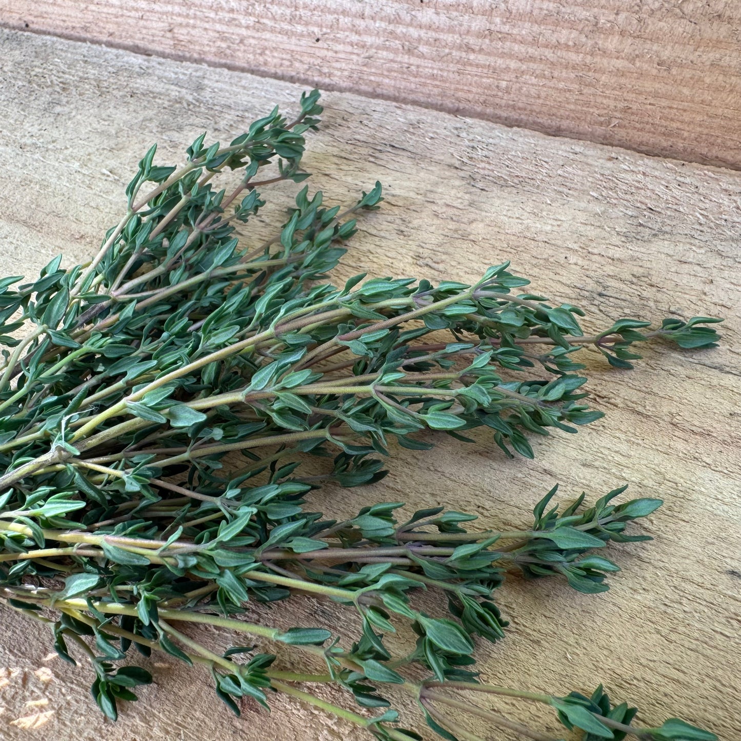 Thyme