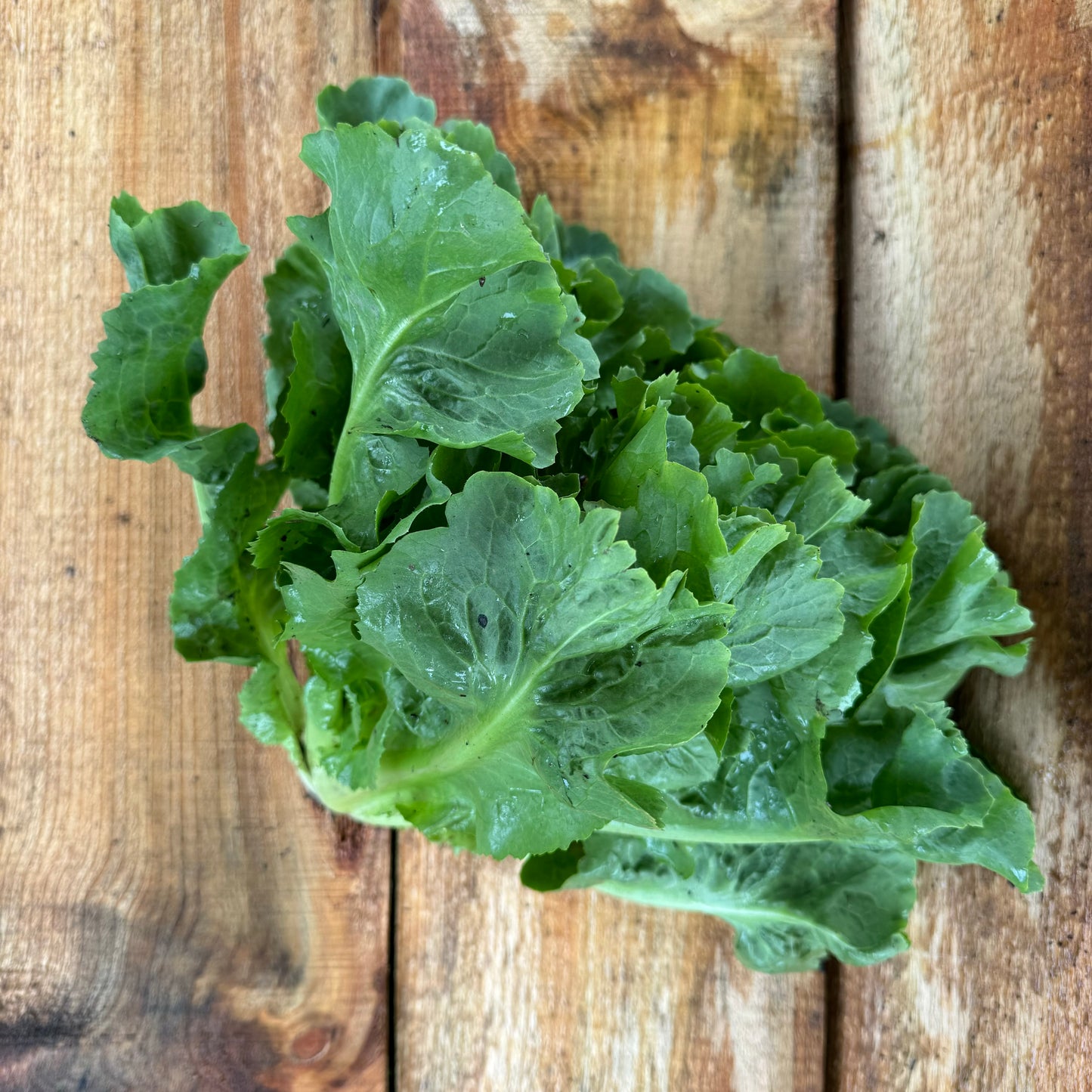 Chicory - Escarole