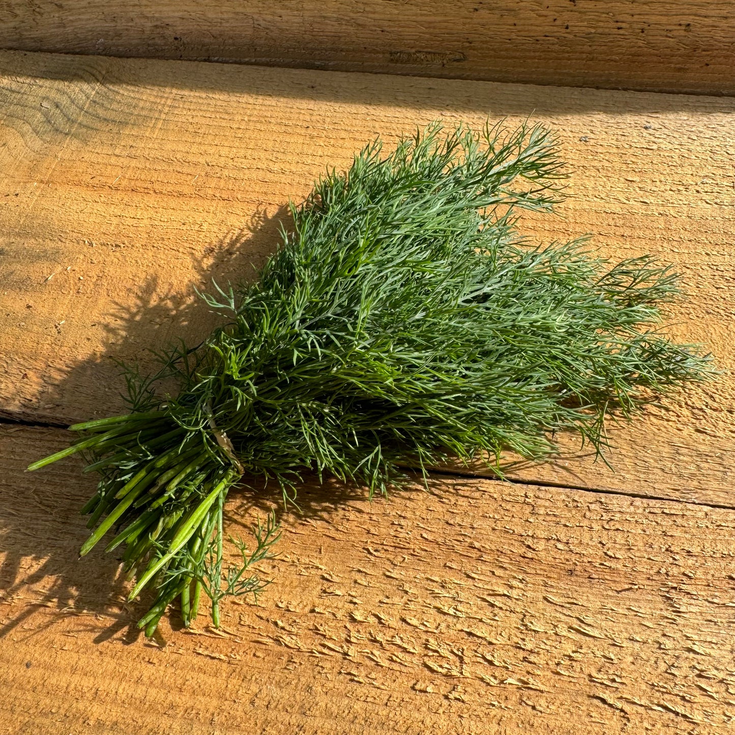 Dill