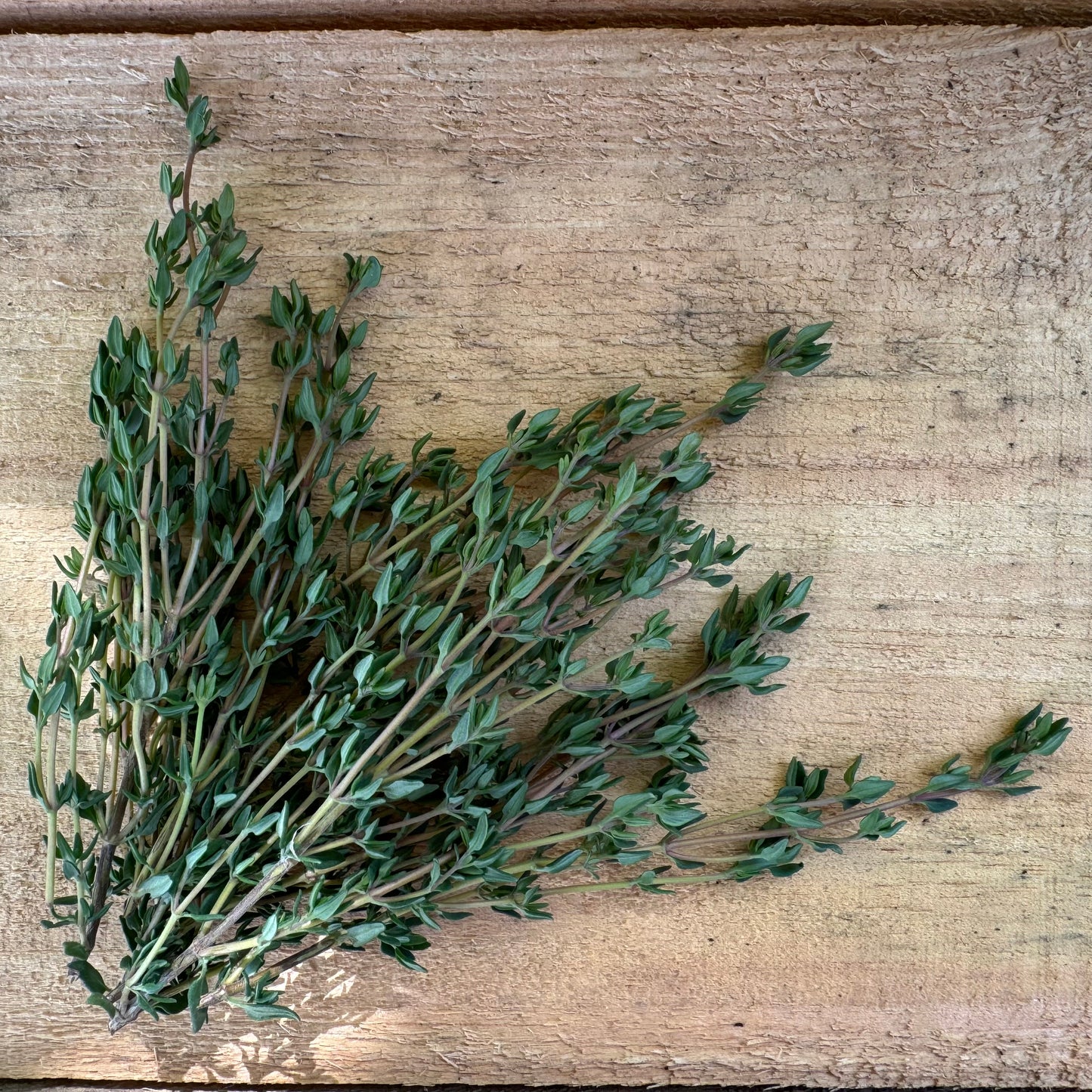 Thyme