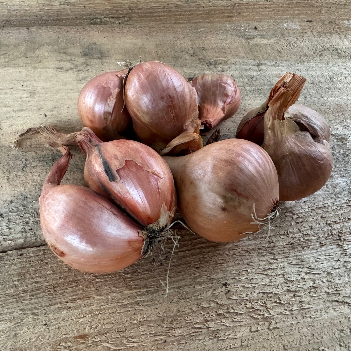 Shallots - Dry