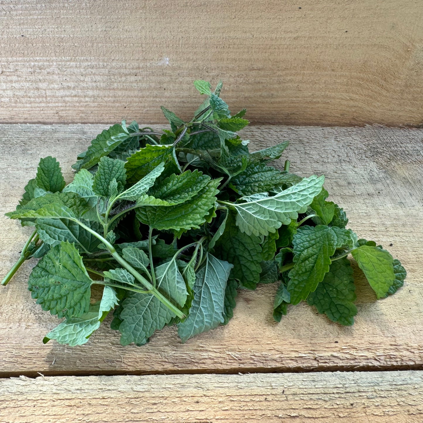 Lemon Balm