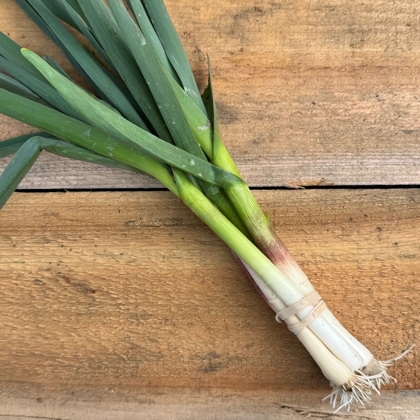 Garlic - Green