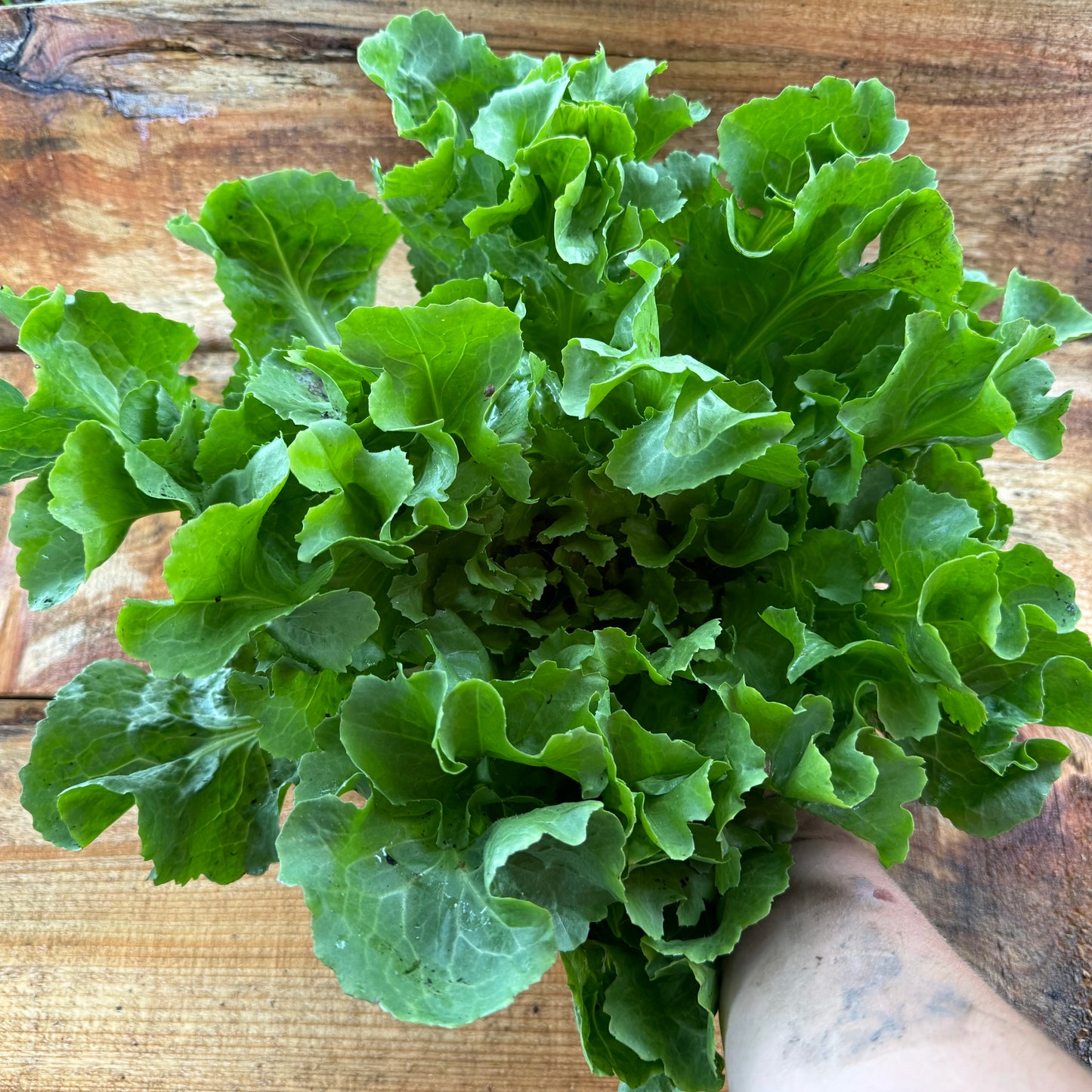 Chicory - Escarole