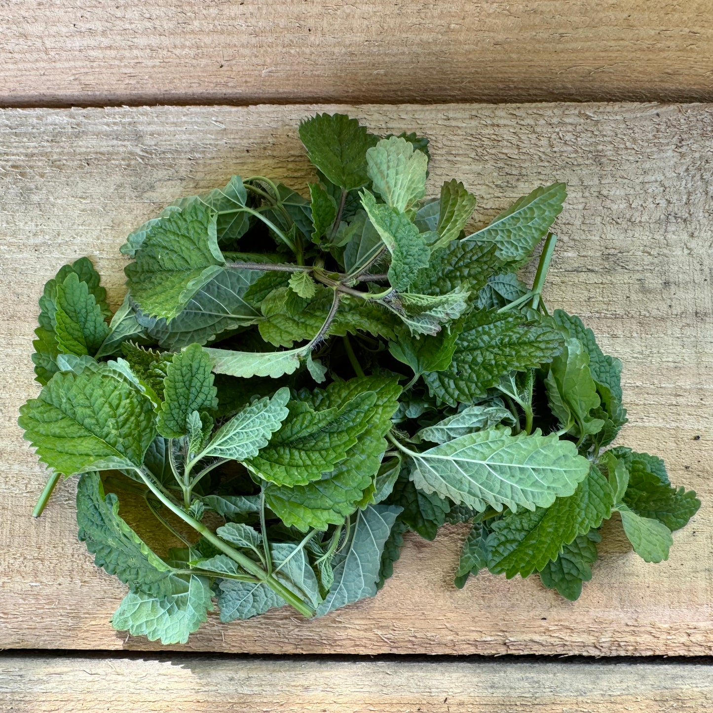 Lemon Balm