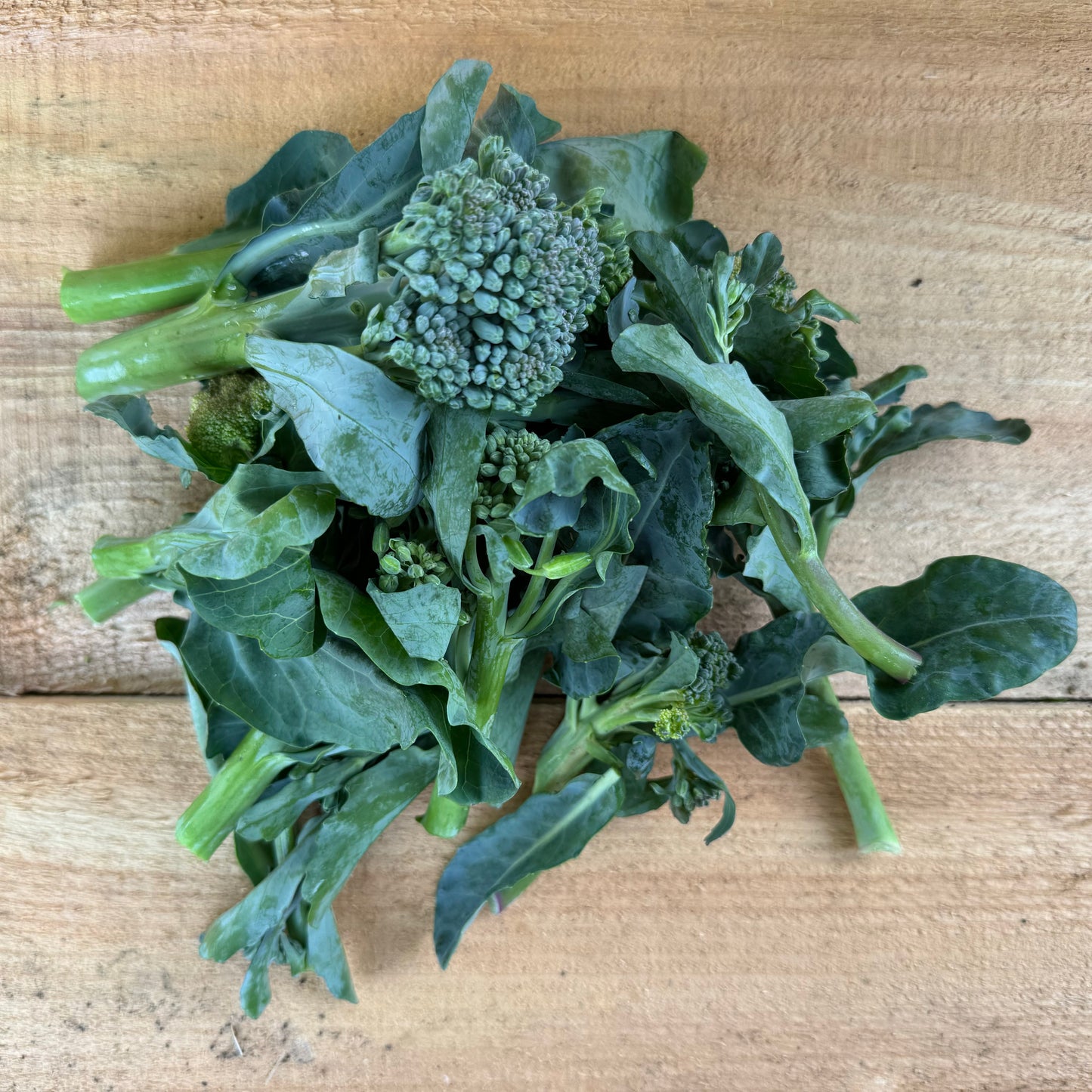 Broccolini