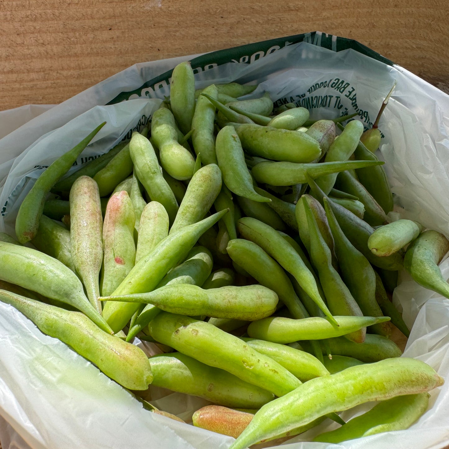 Radish - Pods