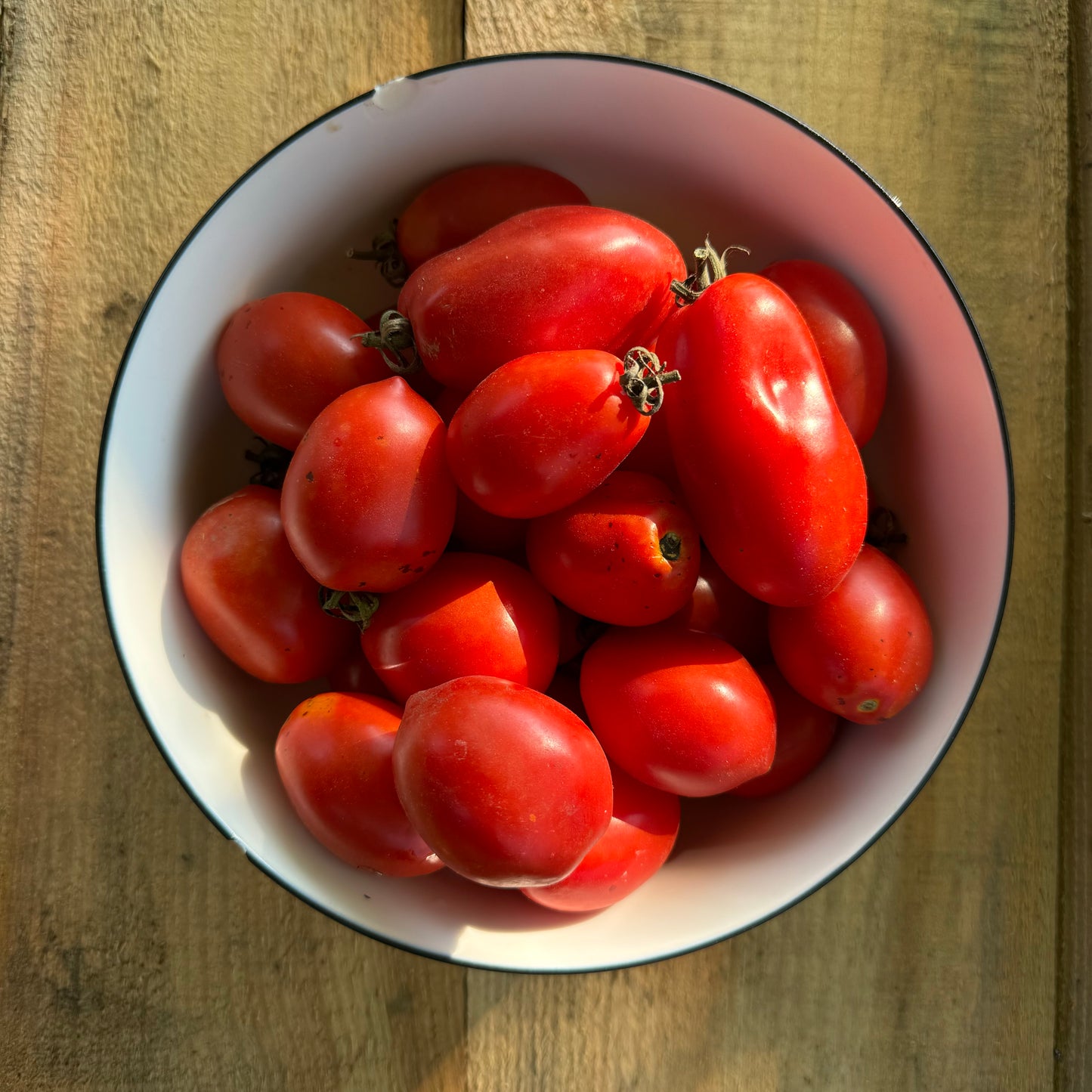 Tomates pour transformation