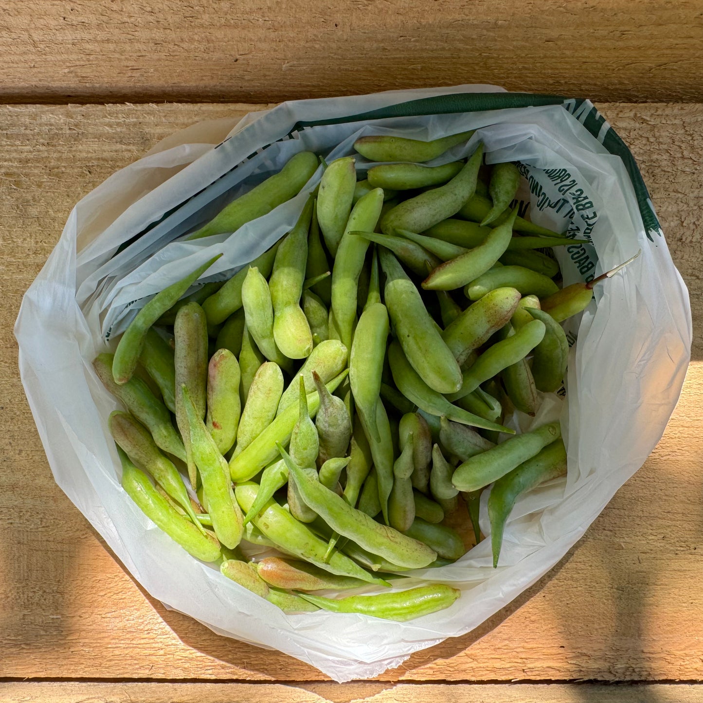 Radish - Pods