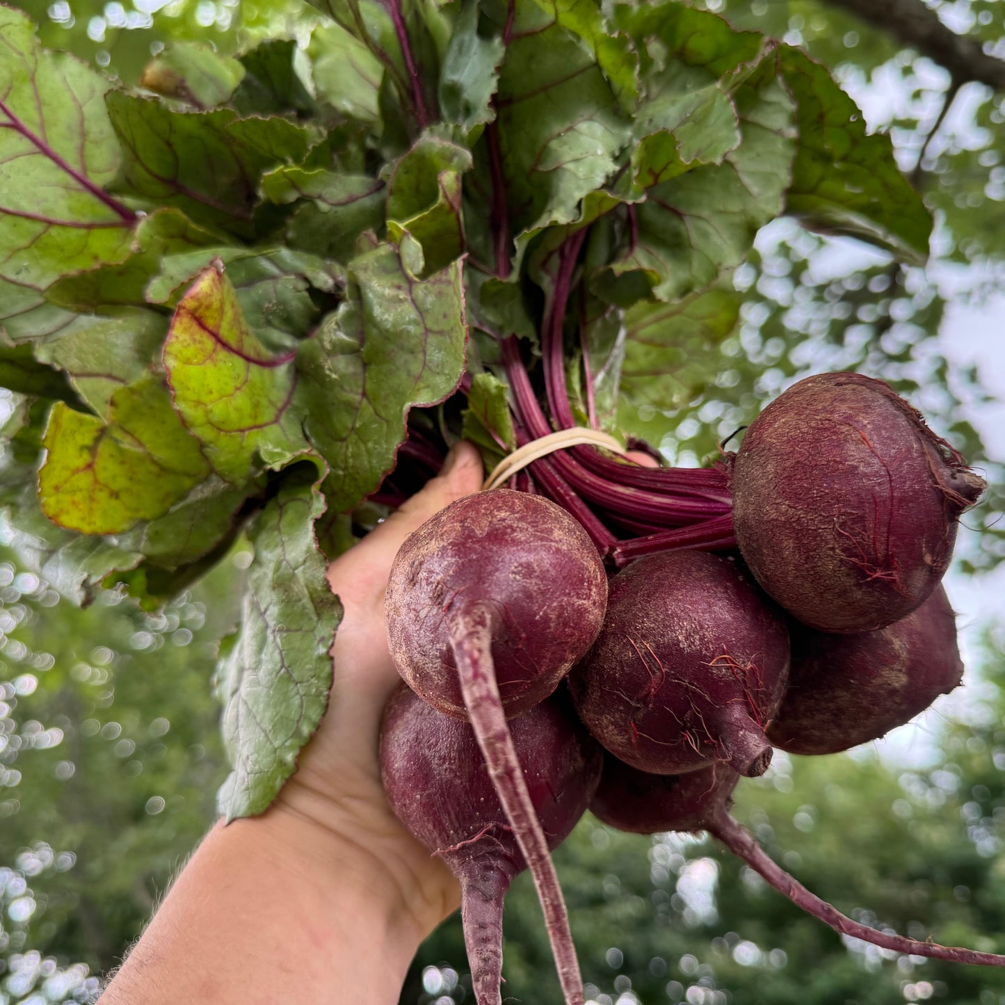 Beets - Fresh