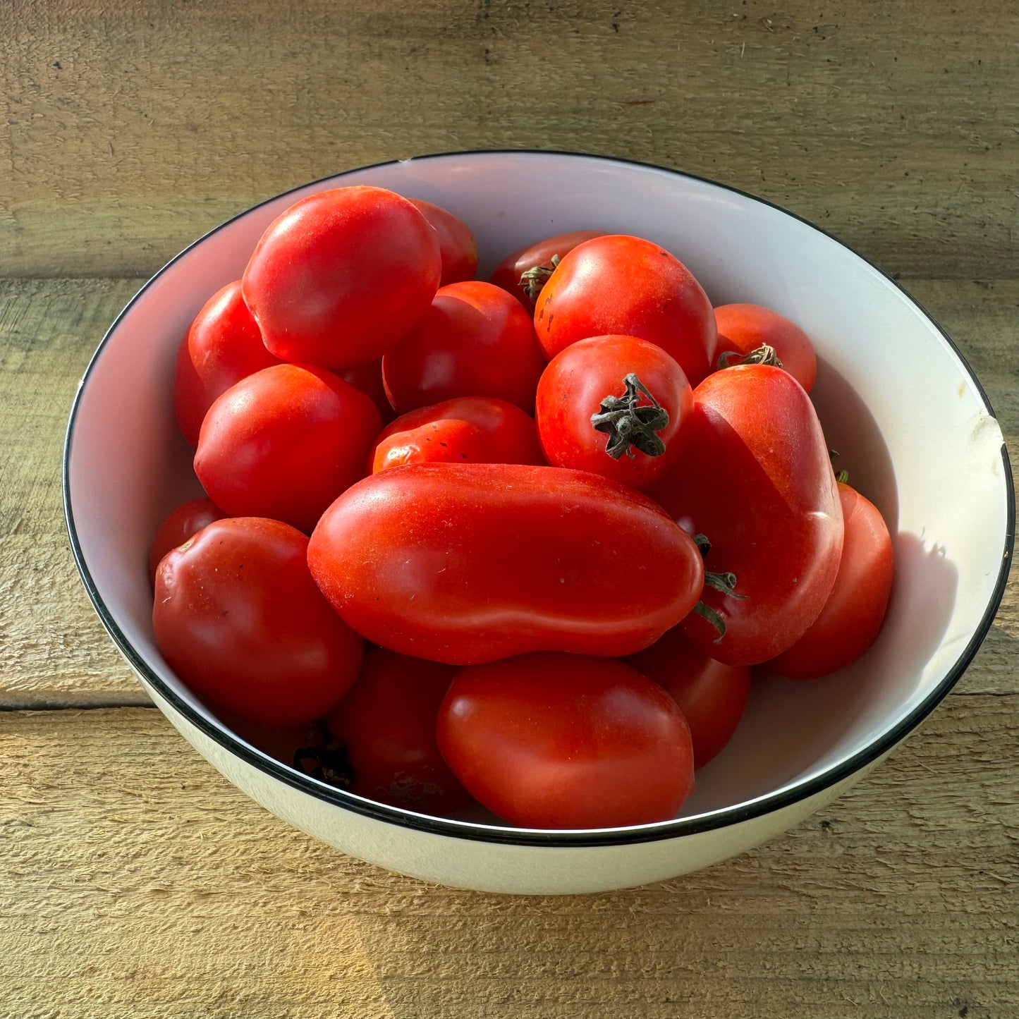 Tomates pour transformation