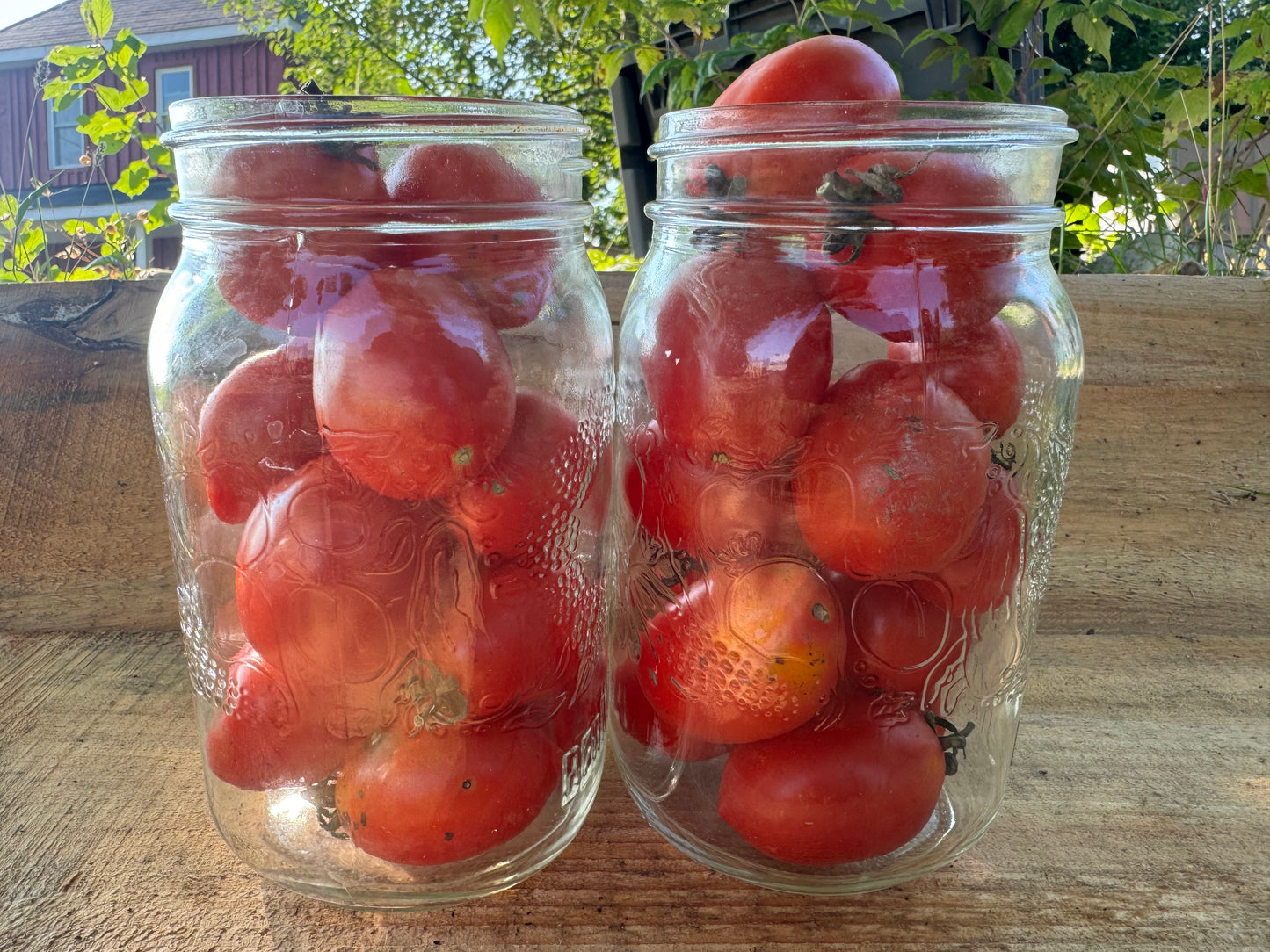 Tomates pour transformation