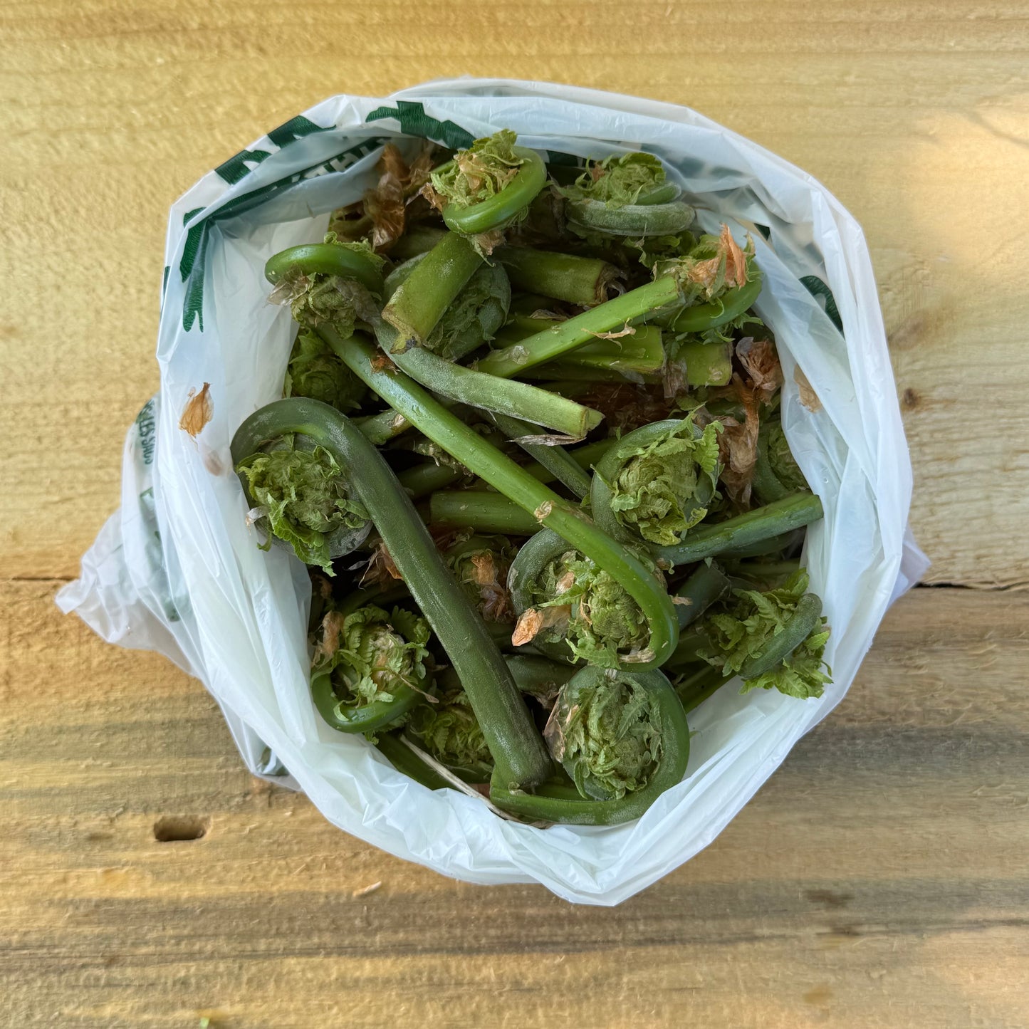 Fiddlehead Ferns