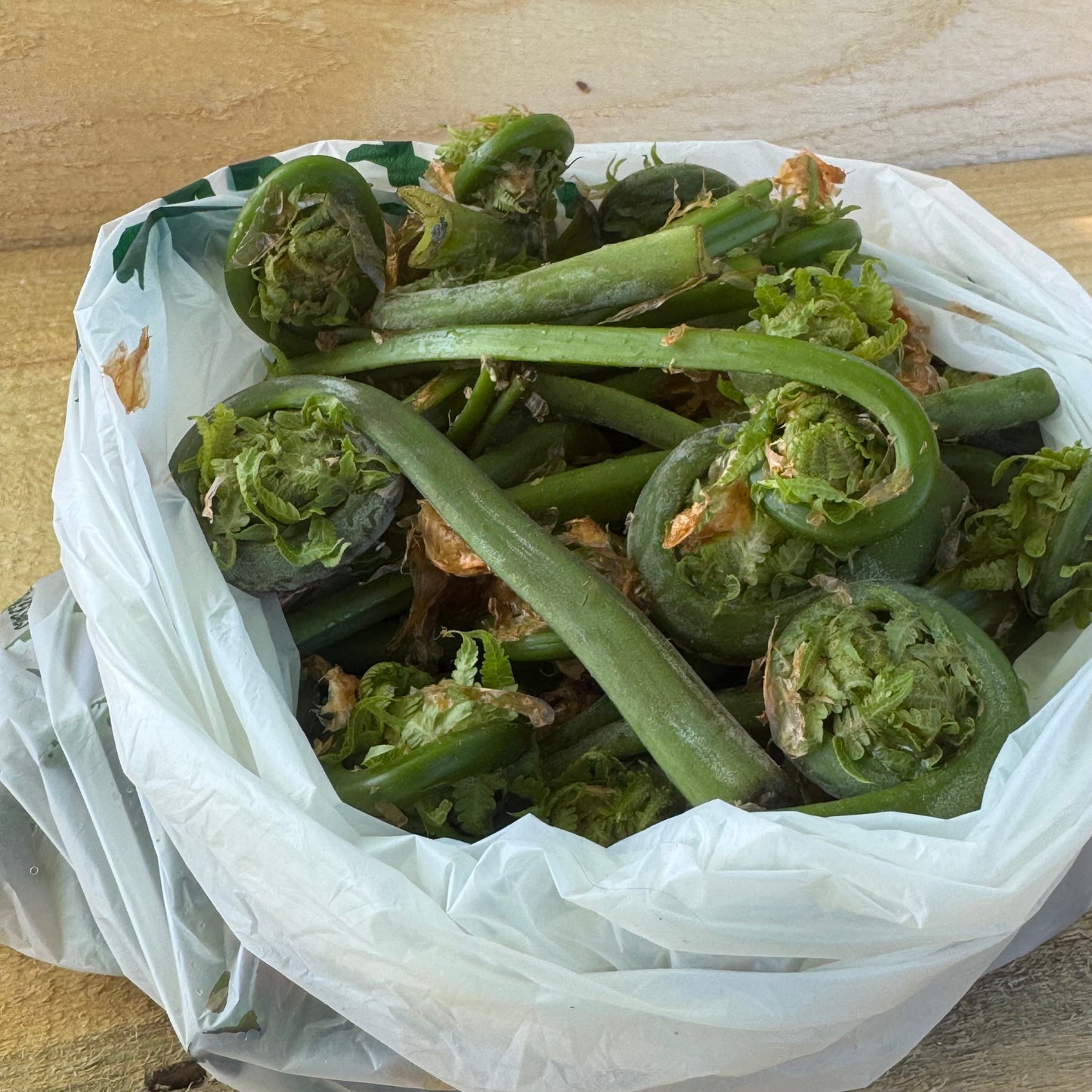 Fiddlehead Ferns
