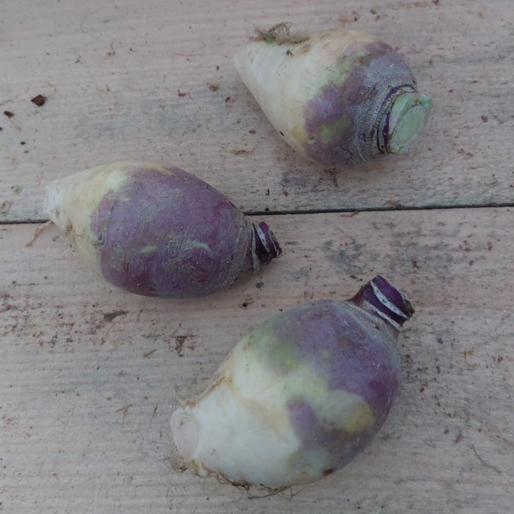 Turnip - Organic